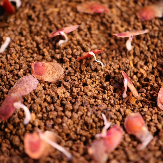 Dioscorea elephantipes / ディオスコレア・エレファンティペス アフリカ亀甲竜 [現地採種]