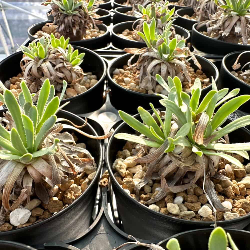 【園主おまかせ・入門株】オトンナ・レトロルサ