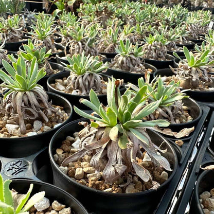 【園主おまかせ・入門株】オトンナ・レトロルサ