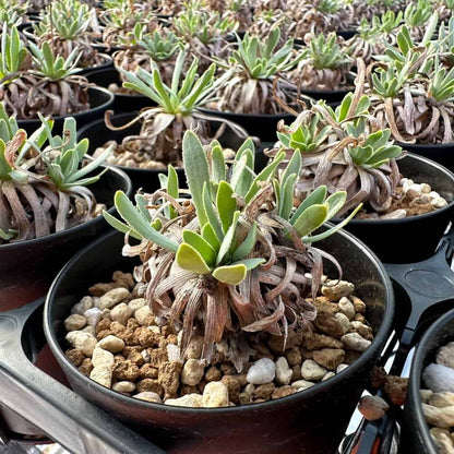 【園主おまかせ・入門株】オトンナ・レトロルサ