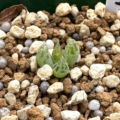 Bulbine lolita / ブルビネ・ロリータ [自家採種]