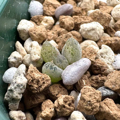 Bulbine lolita / ブルビネ・ロリータ [自家採種]