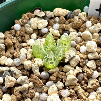 Bulbine lolita / ブルビネ・ロリータ [自家採種]