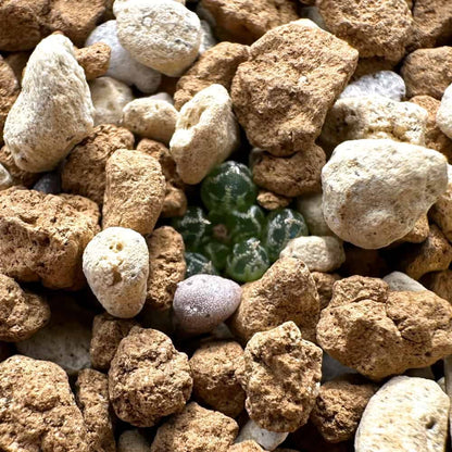 Bulbine lolita / ブルビネ・ロリータ [自家採種]