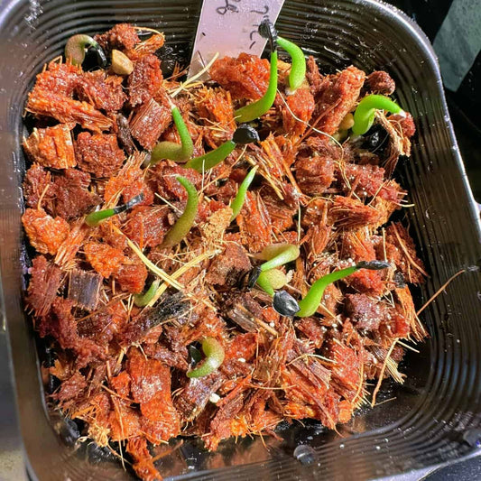 Agave titanota / アガベ・チタノタ・ブルー