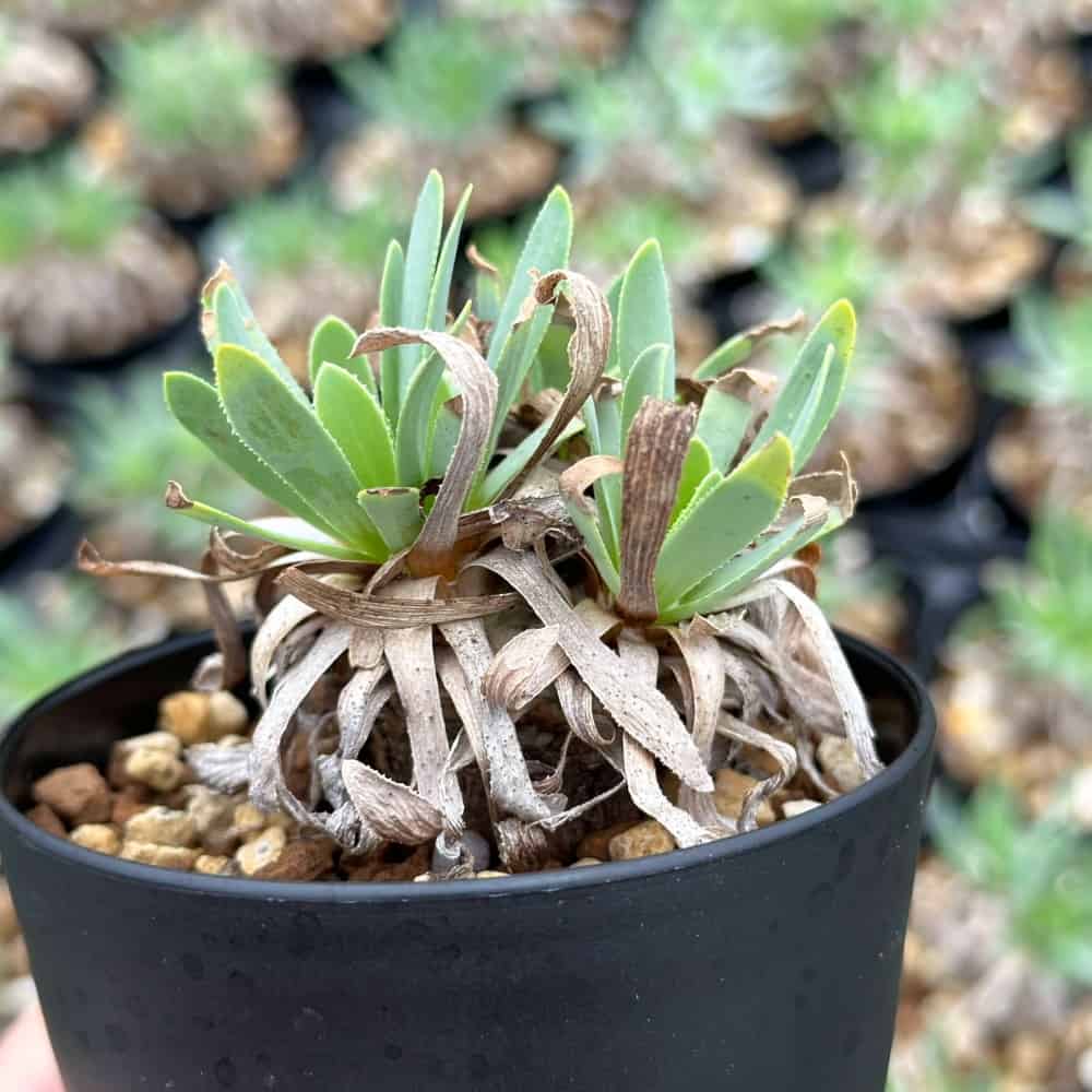 【園主おまかせ・入門株】オトンナ・レトロルサ