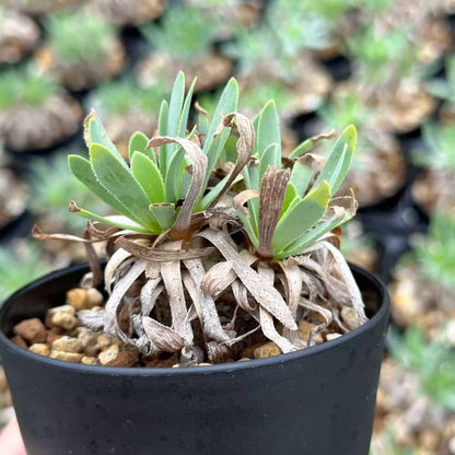 【園主おまかせ・入門株】オトンナ・レトロルサ