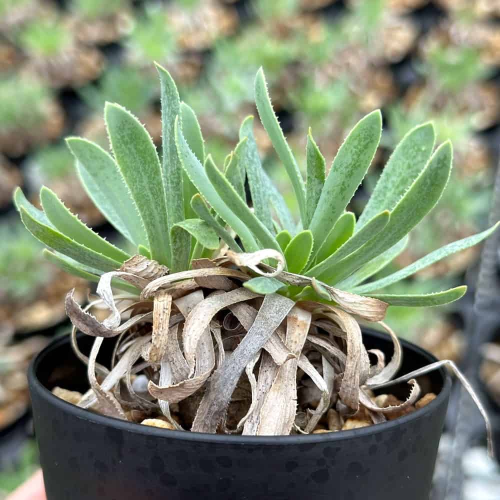 【園主おまかせ・入門株】オトンナ・レトロルサ