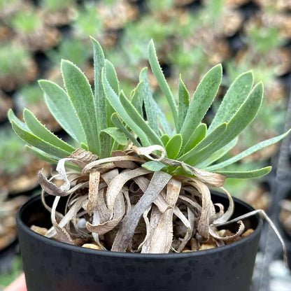 【園主おまかせ・入門株】オトンナ・レトロルサ