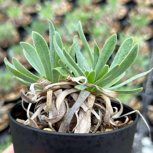 【園主おまかせ・入門株】オトンナ・レトロルサ