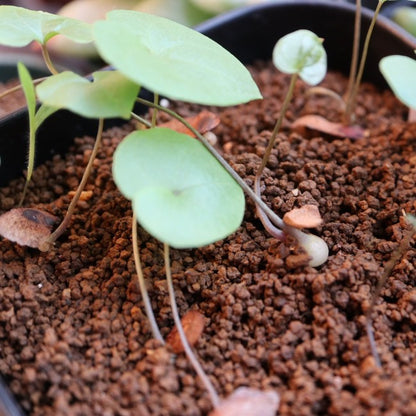 Dioscorea elephantipes / ディオスコレア・エレファンティペス アフリカ亀甲竜 [現地採種]