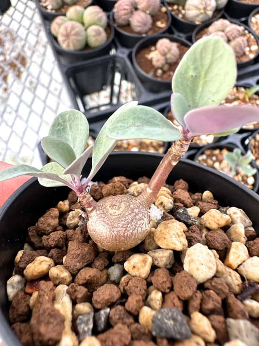 【園主おまかせ・入門株】オトンナ・トリプリネルビア