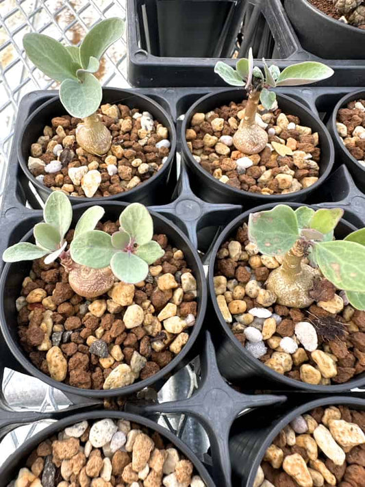 【園主おまかせ・入門株】オトンナ・トリプリネルビア