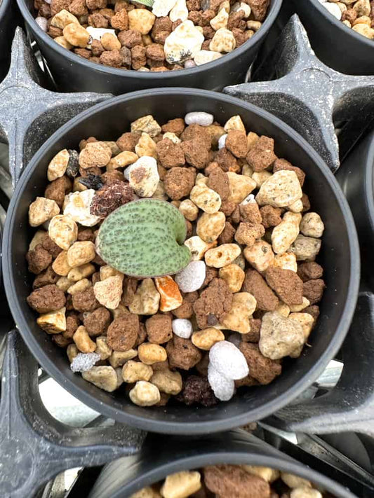 【園主おまかせ・入門株】マッソニア・アモエナ