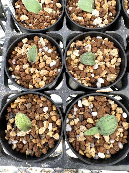 【園主おまかせ・入門株】マッソニア・アモエナ