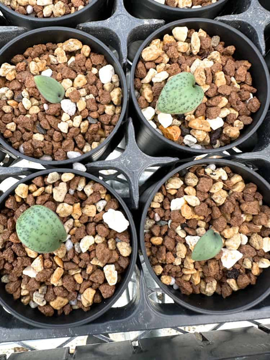 【園主おまかせ・入門株】マッソニア・アモエナ