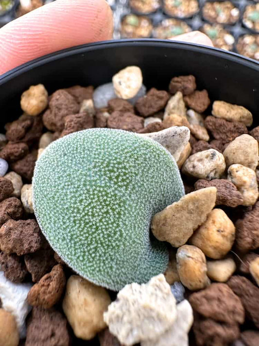 【園主おまかせ・入門株】ラケナリア・トリコフィラ