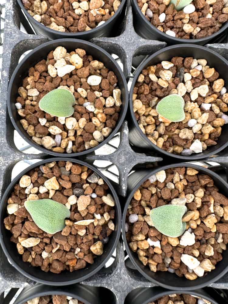 【園主おまかせ・入門株】ラケナリア・トリコフィラ