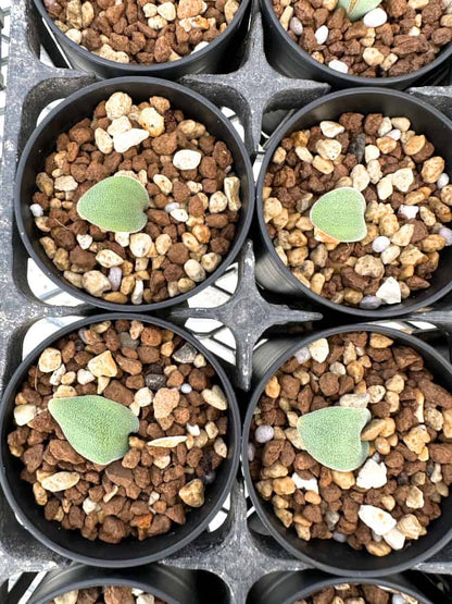 【園主おまかせ・入門株】ラケナリア・トリコフィラ