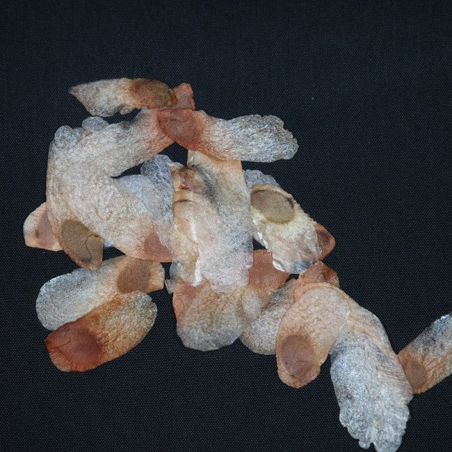 Dioscorea elephantipes / ディオスコレア・エレファンティペス アフリカ亀甲竜 [現地採種]