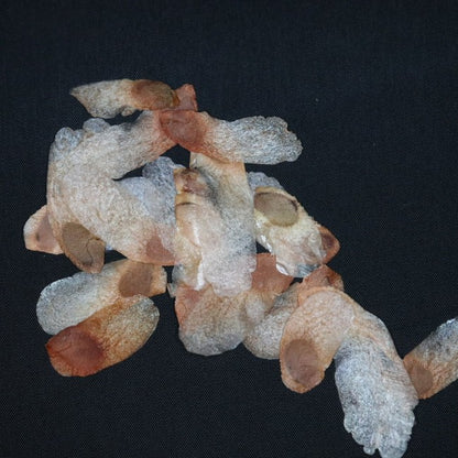 Dioscorea elephantipes / ディオスコレア・エレファンティペス アフリカ亀甲竜 [現地採種]