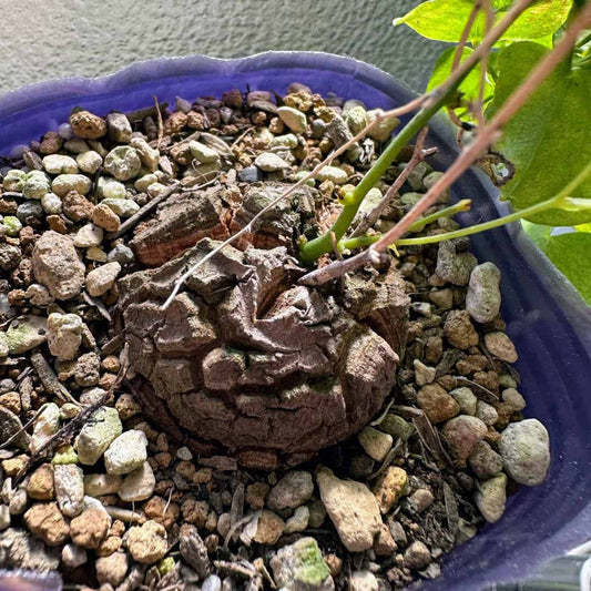 【園主おまかせ・入門株】アフリカ亀甲竜