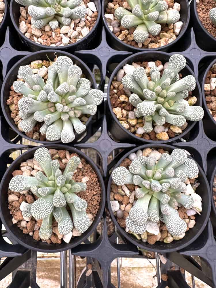 【園主おまかせ・入門株】チタノプシス・プリモシー(天女影)