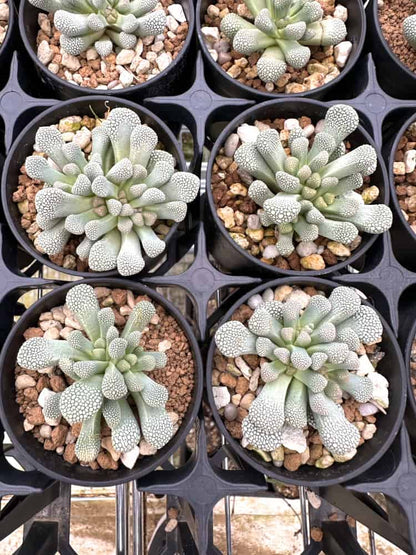 【園主おまかせ・入門株】チタノプシス・プリモシー(天女影)