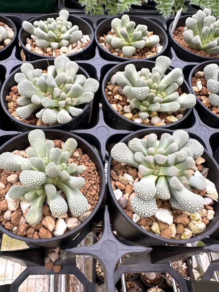 【園主おまかせ・入門株】チタノプシス・プリモシー(天女影)