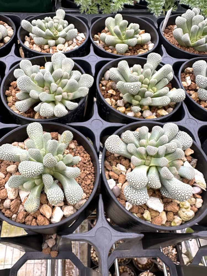 【園主おまかせ・入門株】チタノプシス・プリモシー(天女影)