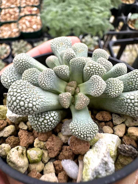 【園主おまかせ・入門株】チタノプシス・プリモシー(天女影)