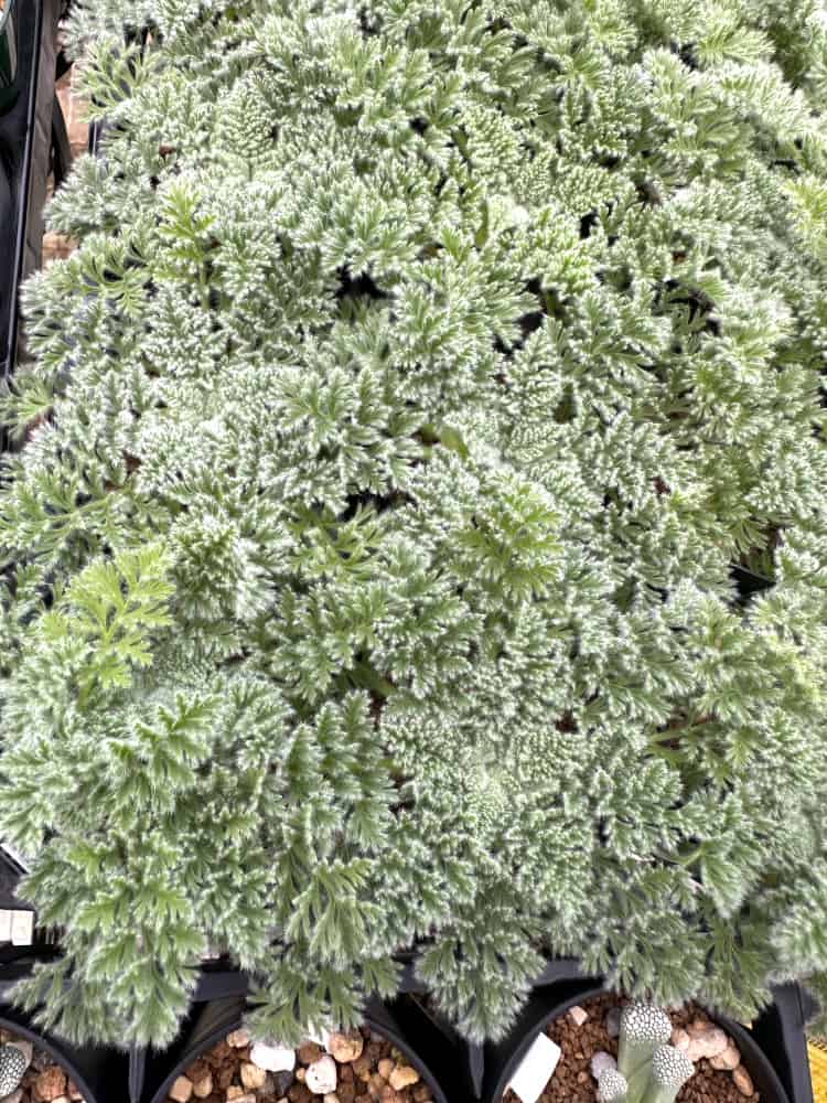 【園主おまかせ・入門株】ペラルゴニウム・アッペンディクラツム