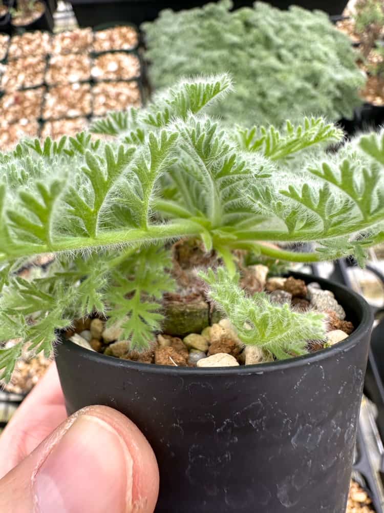 【園主おまかせ・入門株】ペラルゴニウム・アッペンディクラツム