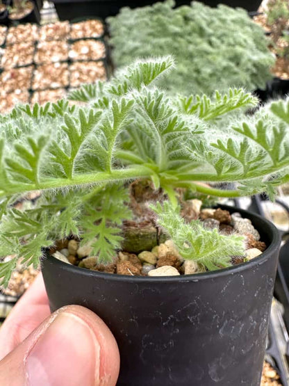 【園主おまかせ・入門株】ペラルゴニウム・アッペンディクラツム