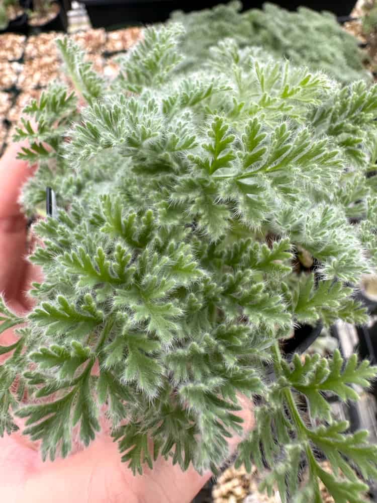 【園主おまかせ・入門株】ペラルゴニウム・アッペンディクラツム