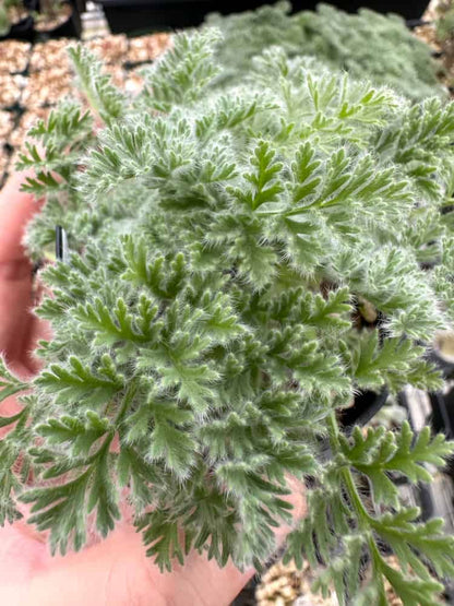 【園主おまかせ・入門株】ペラルゴニウム・アッペンディクラツム