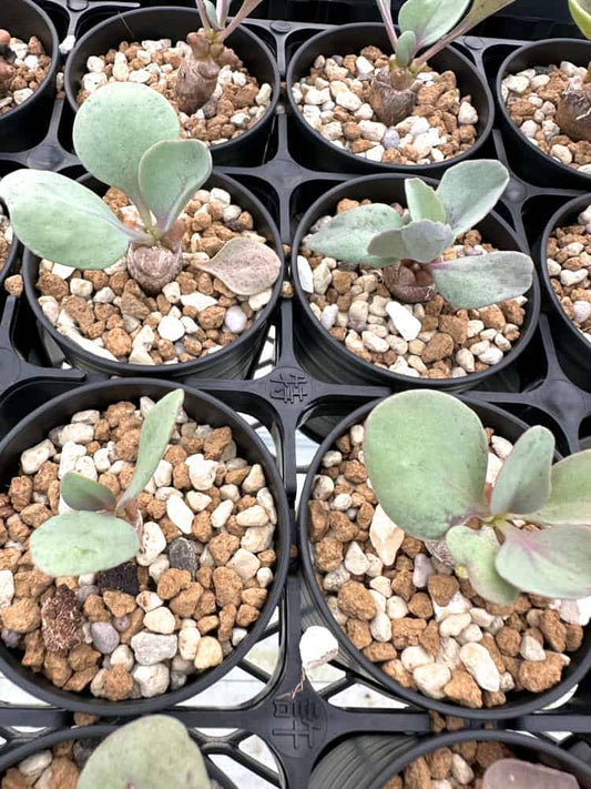 【園主おまかせ・入門株】オトンナ・ヘレー