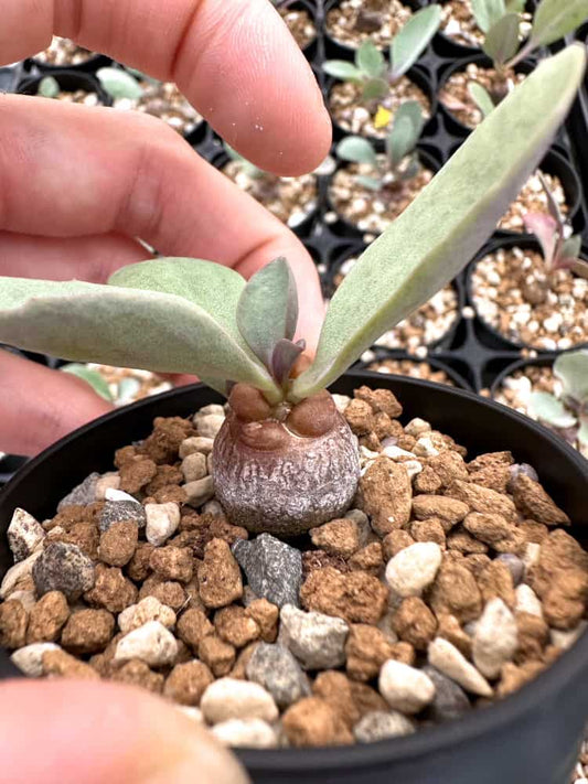 【園主おまかせ・入門株】オトンナ・ヘレー