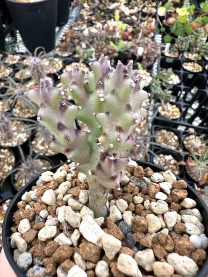 【種】モノルマ・ソコトラナ / Monolluma socotrana