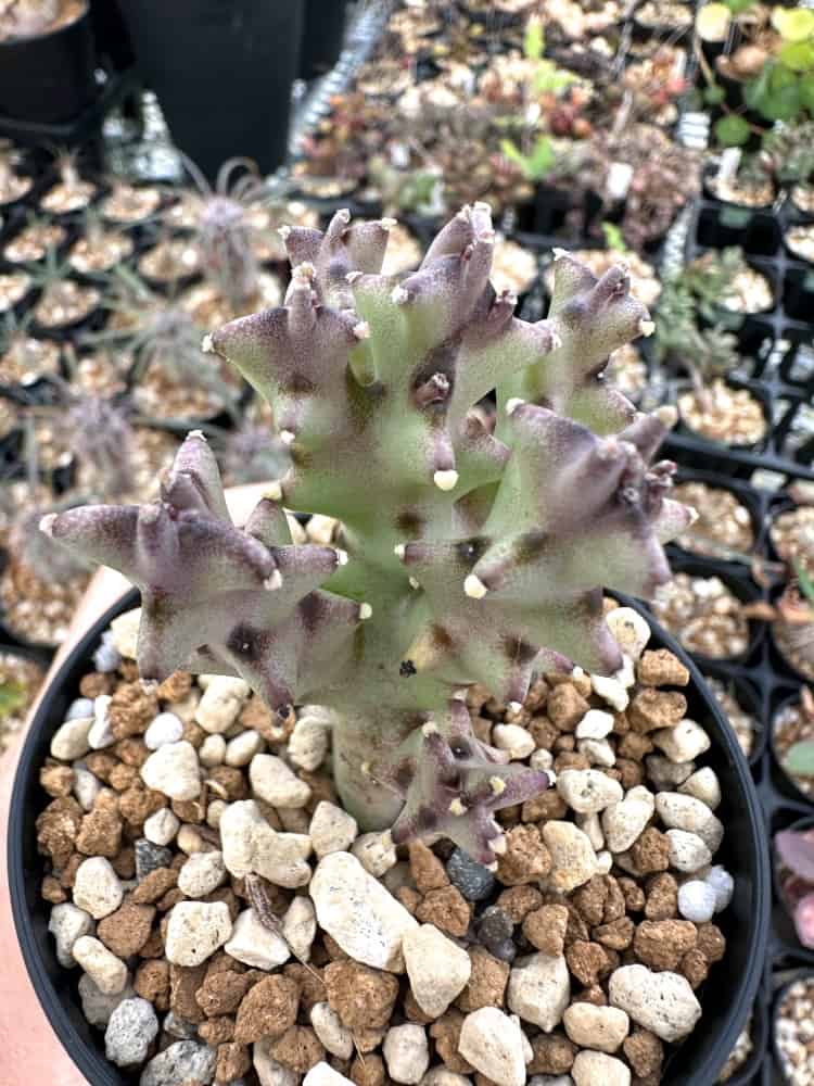 【種】モノルマ・ソコトラナ / Monolluma socotrana