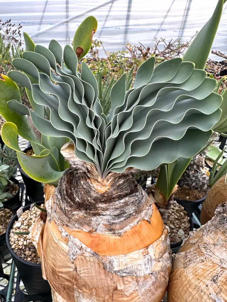 Boophane haemanthoides / ブーファン・ハエマンソイデス [自家採種]