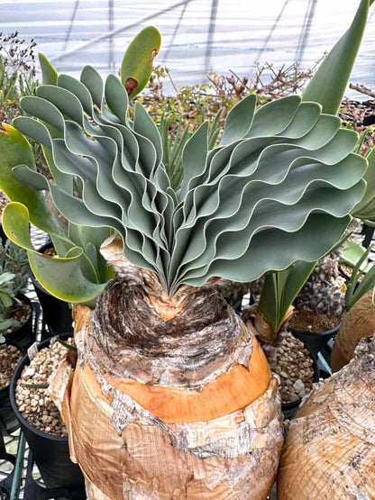 【現品限り】ブーファン・ハエマンソイデス 1年管理 発根済み【B83】 Boophane haemanthoides