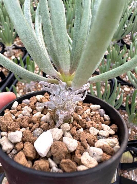 【園主おまかせ・入門株】チレコドン・ワリチー