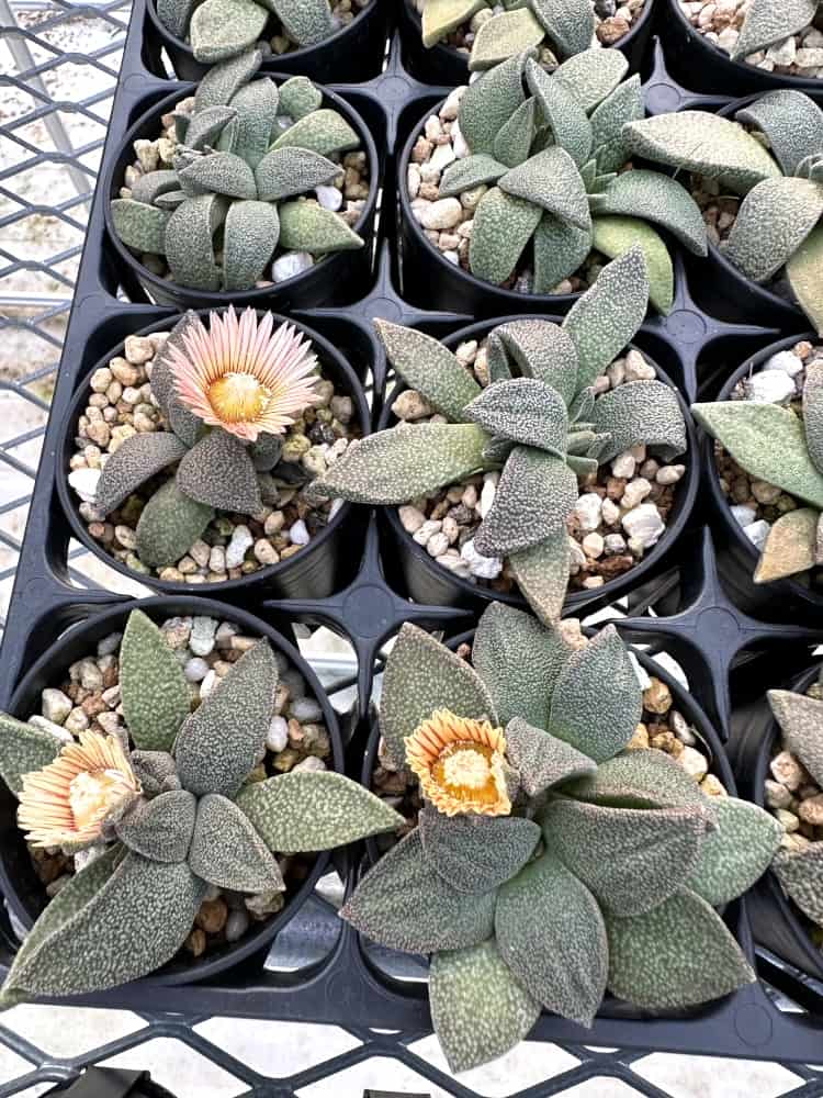 【園主おまかせ・入門株】アロイノプシス・ルブロリネアータ 花錦 Aloinopsis rubrolineata