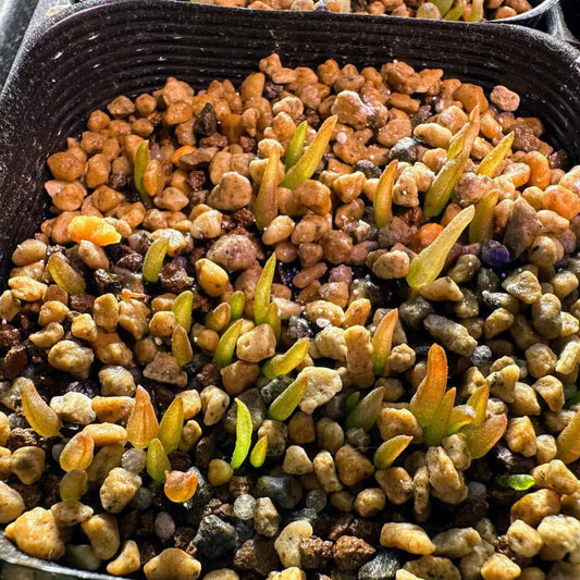 Bulbine bruynsii / ブルビネ・ブルインシー [自家採種]