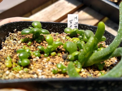 Tylecodon reticulatus / チレコドン・レティキュラーツス 万物想 [栽培採種]