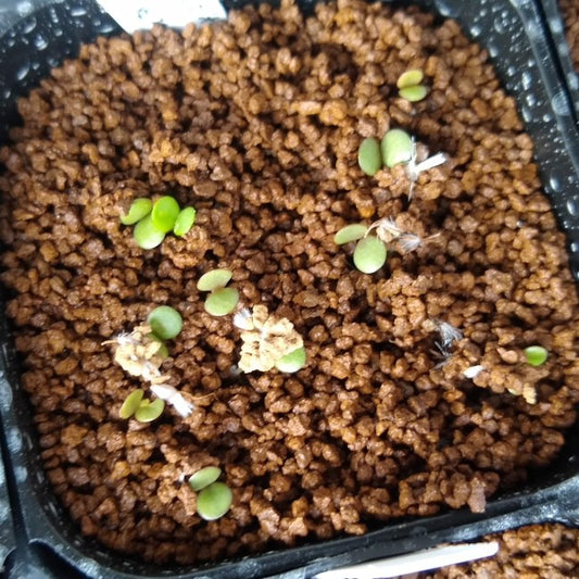 Othonna euphorbioides / オトンナ・ユーフォルビオイデス 黒鬼城 [自家採種]