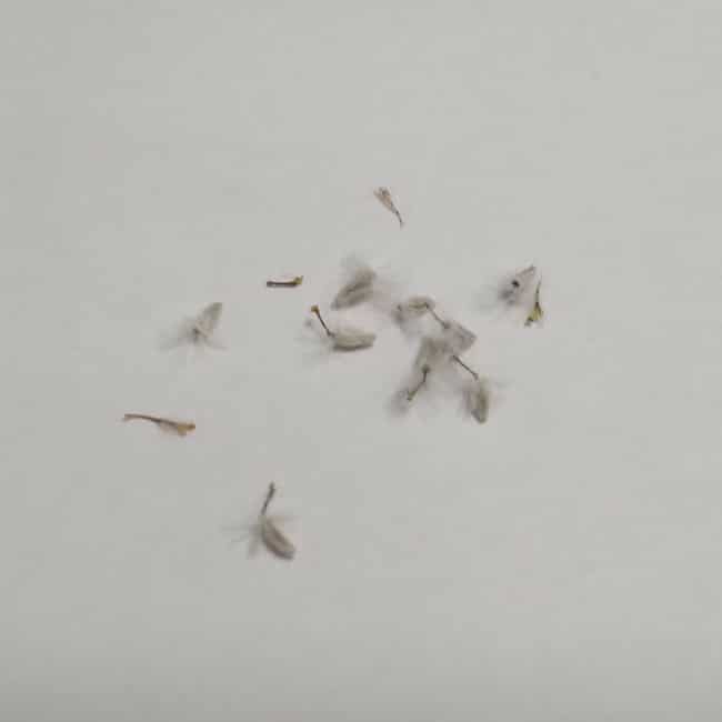 Othonna euphorbioides / オトンナ・ユーフォルビオイデス 黒鬼城 [自家採種]