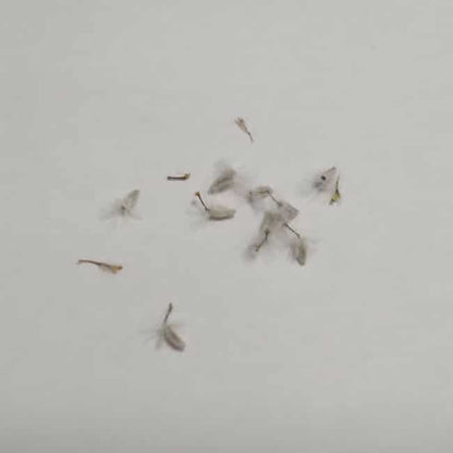 Othonna euphorbioides / オトンナ・ユーフォルビオイデス 黒鬼城 [自家採種]