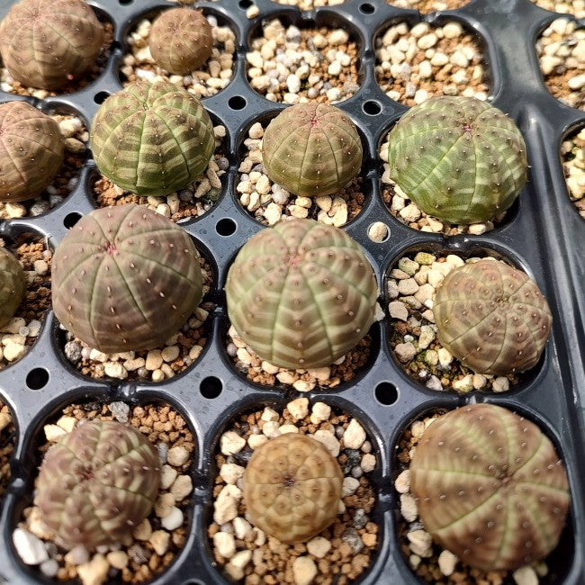 種】ユーフォルビア・オベサ [現地採種]/Euphorbia obesa – プラント